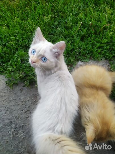 Отдам бесплатно