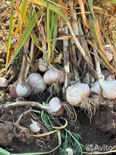 Чеснок озимый семена на посадку