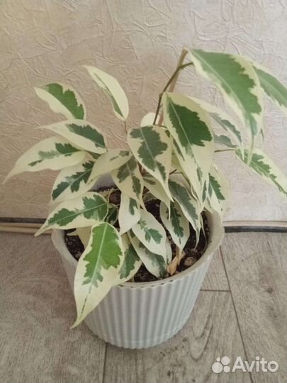 Фикус Бенджамина Де Гантель