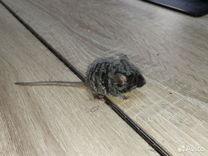 Кучерявые мыши