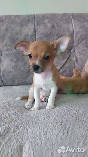 Собаки щенки