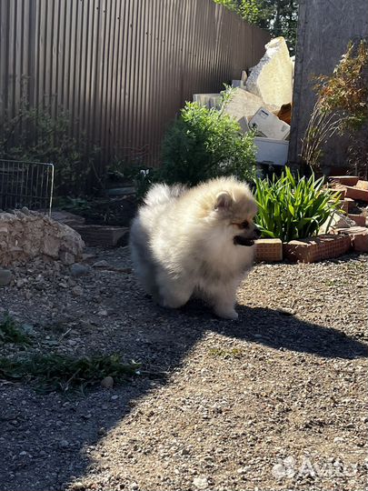 Щенки шпица