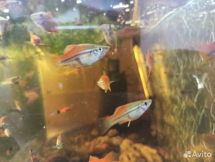 Меченосцы красно-прозрачные (радужные)