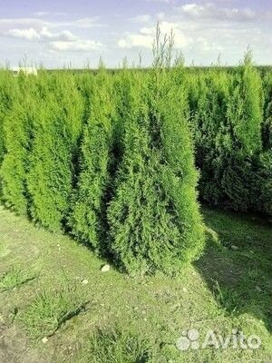 Туи на весну