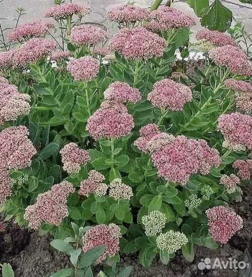 Многолетники, хоста, бадан, лилии, ирисы