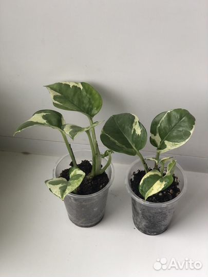 Сциндапсус /эпипремнум