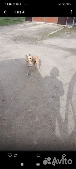 Собака в добрые руки щенок