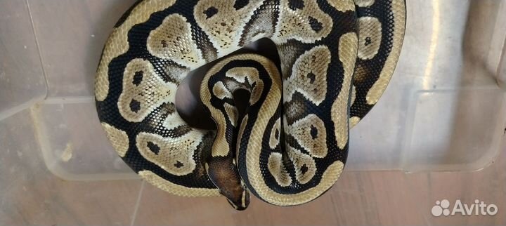 Королевский питон