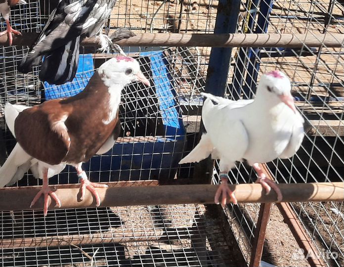 Продам бойных голубей