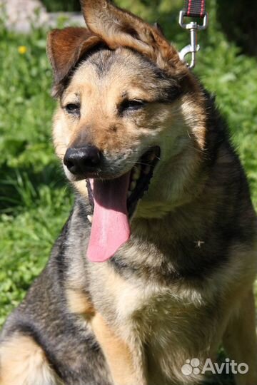 Рекс ищет дом