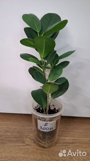 Фикус Мокламе