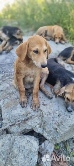 Собака в добрые руки отдам бесплатно