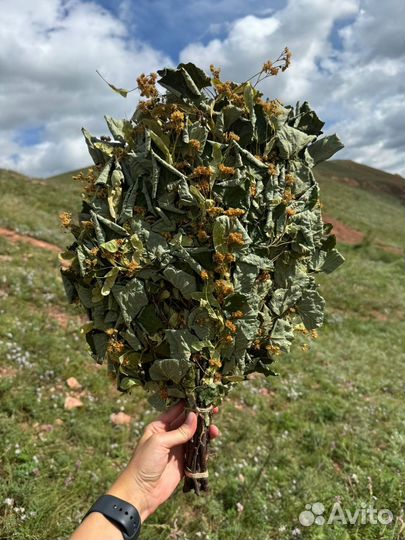 Веник липовый для бани