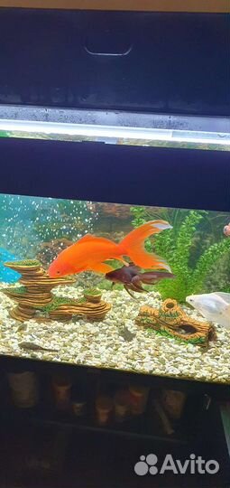 Золотая рыбка (комета)