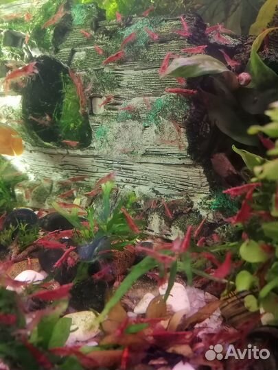 Креветки Вишня