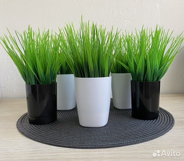 Зелень в горшочке стаканчике осока