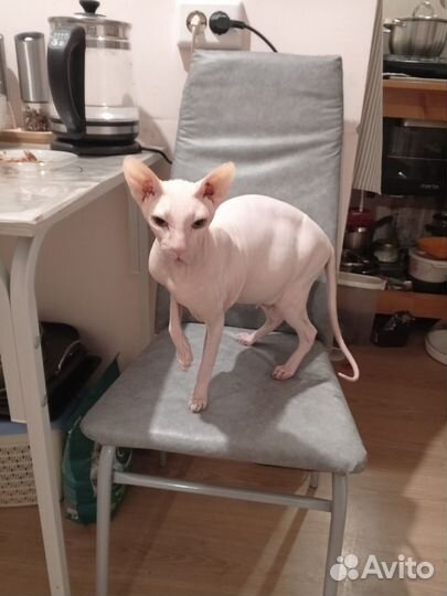 Донской сфинкс