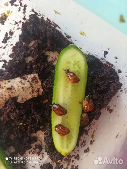 Улитки ахатины маленькие