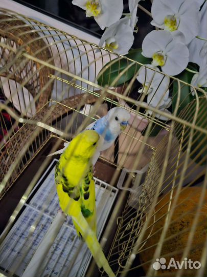 Пара попугаев волнистых с клеткой