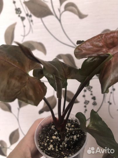 Сингониум арон браун