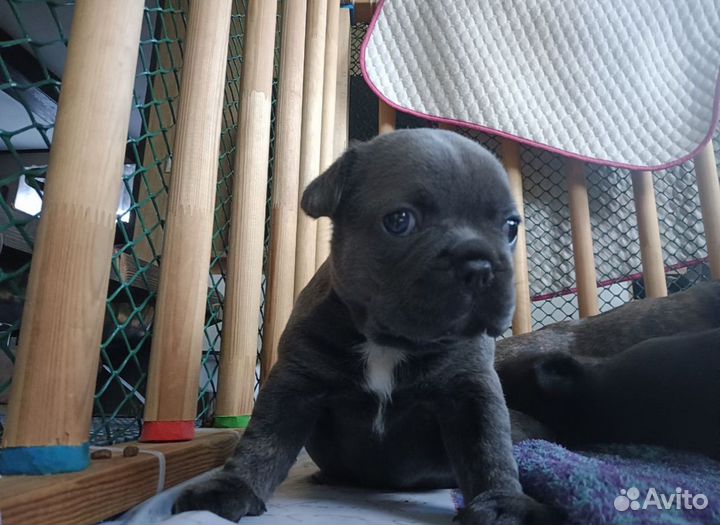 Малыши французского бульдога