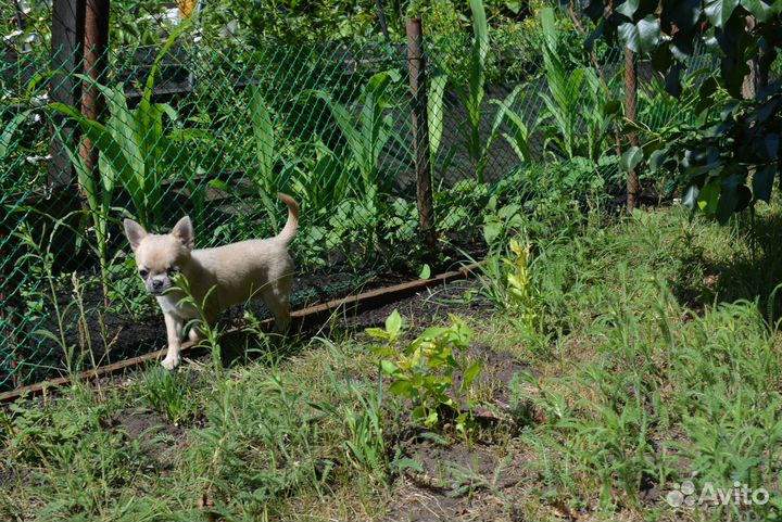 Щенки чихуахуа