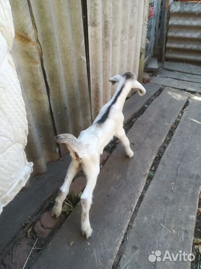 Козы и козлята продажа