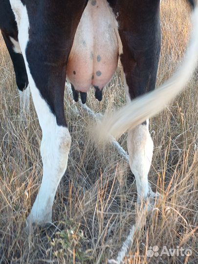 Продается корова