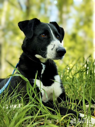 Поляк ищет дом