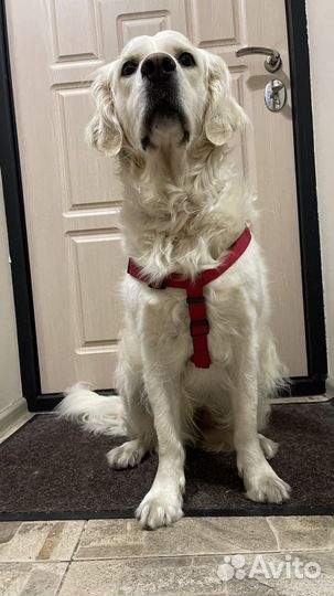 Шлейка для собаки