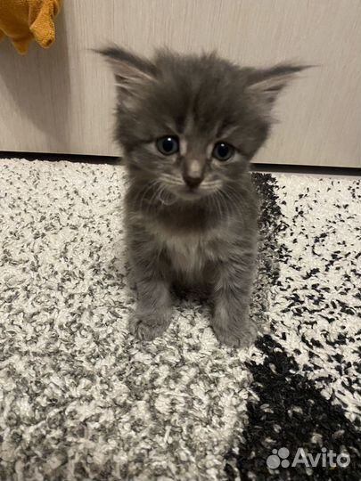 Отдаем кошечку в добрые руки )