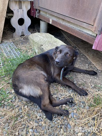 Собаки в добрые руки