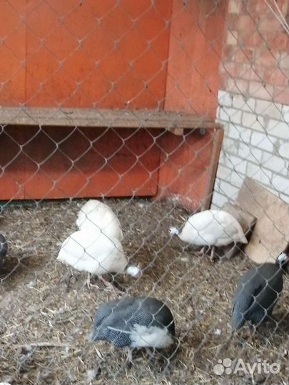 Домашняя птица