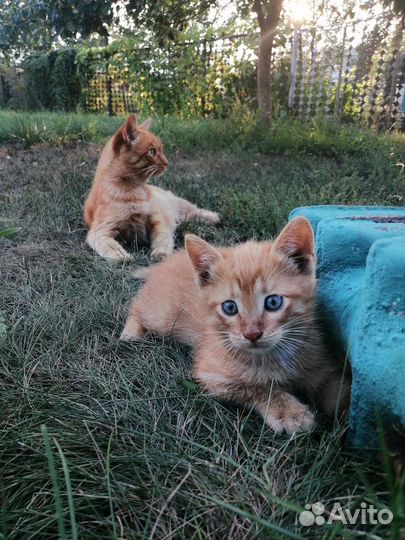 Кошки в добрые руки бесплатно