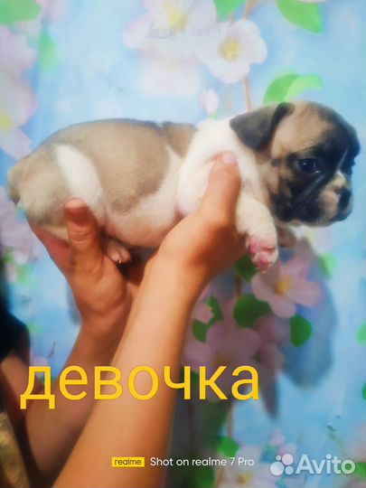 Французики бутузики