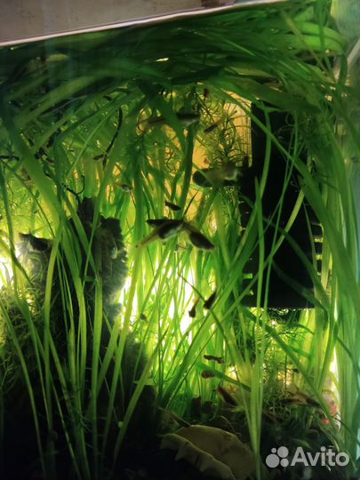 Рыбки цихлиды и гуппи