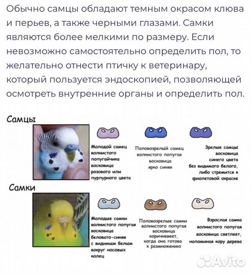 Птенцы волнистых попугаев