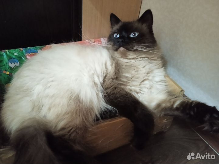 Вязка невская маскарадная