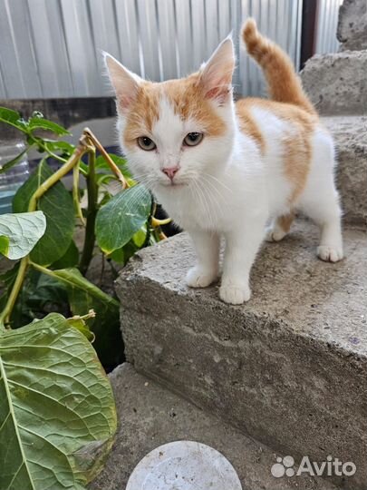 Котенок в дар бесплатно