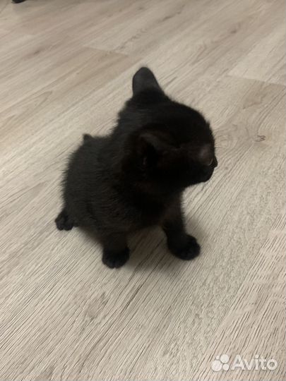 Котята сфинкса черного окраса