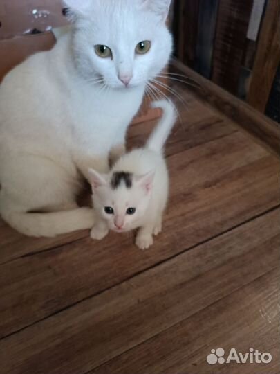 Отдам в добрые руки