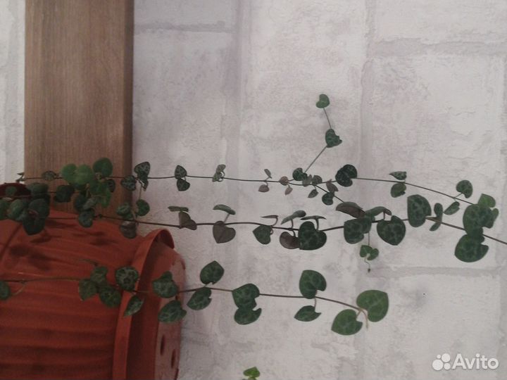 Церопегия вуда вариегатная