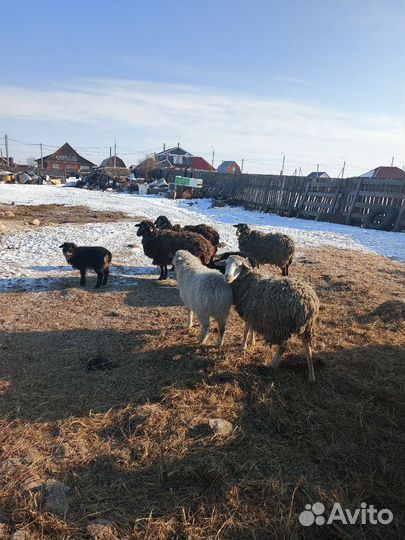 Живой вес бараны и овцы