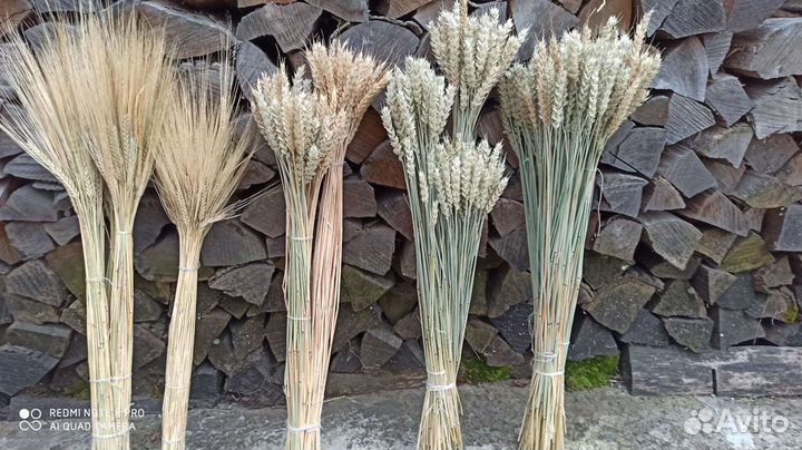 Колосья пшеницы