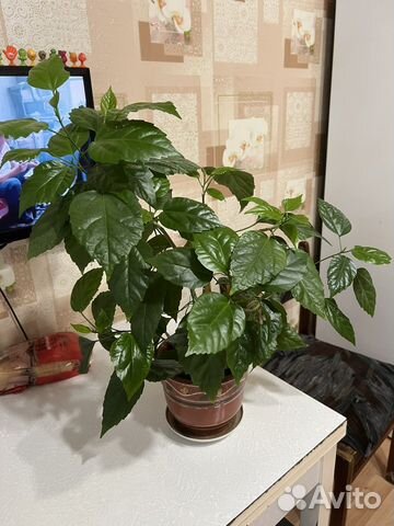 Гибискус китайская роза