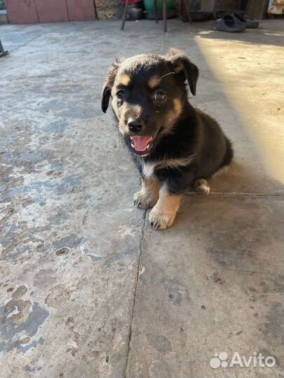 Щенок в беде