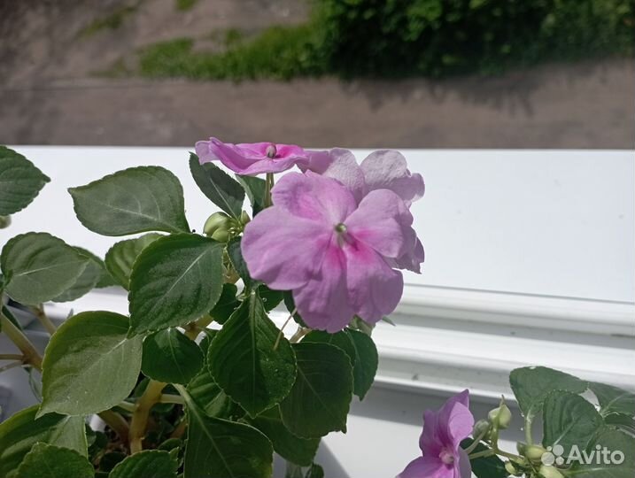 Бальзамин ванька мокрый