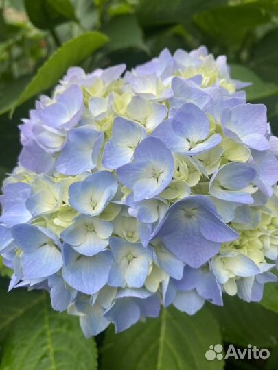 Гортензия хосты пионы