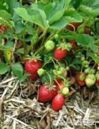 Клубника(рассада)