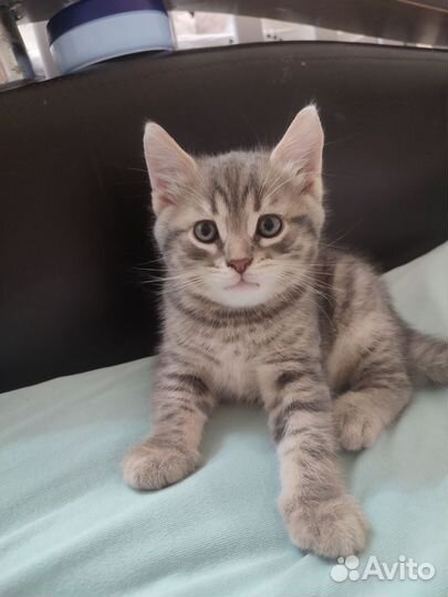 Бенгальская